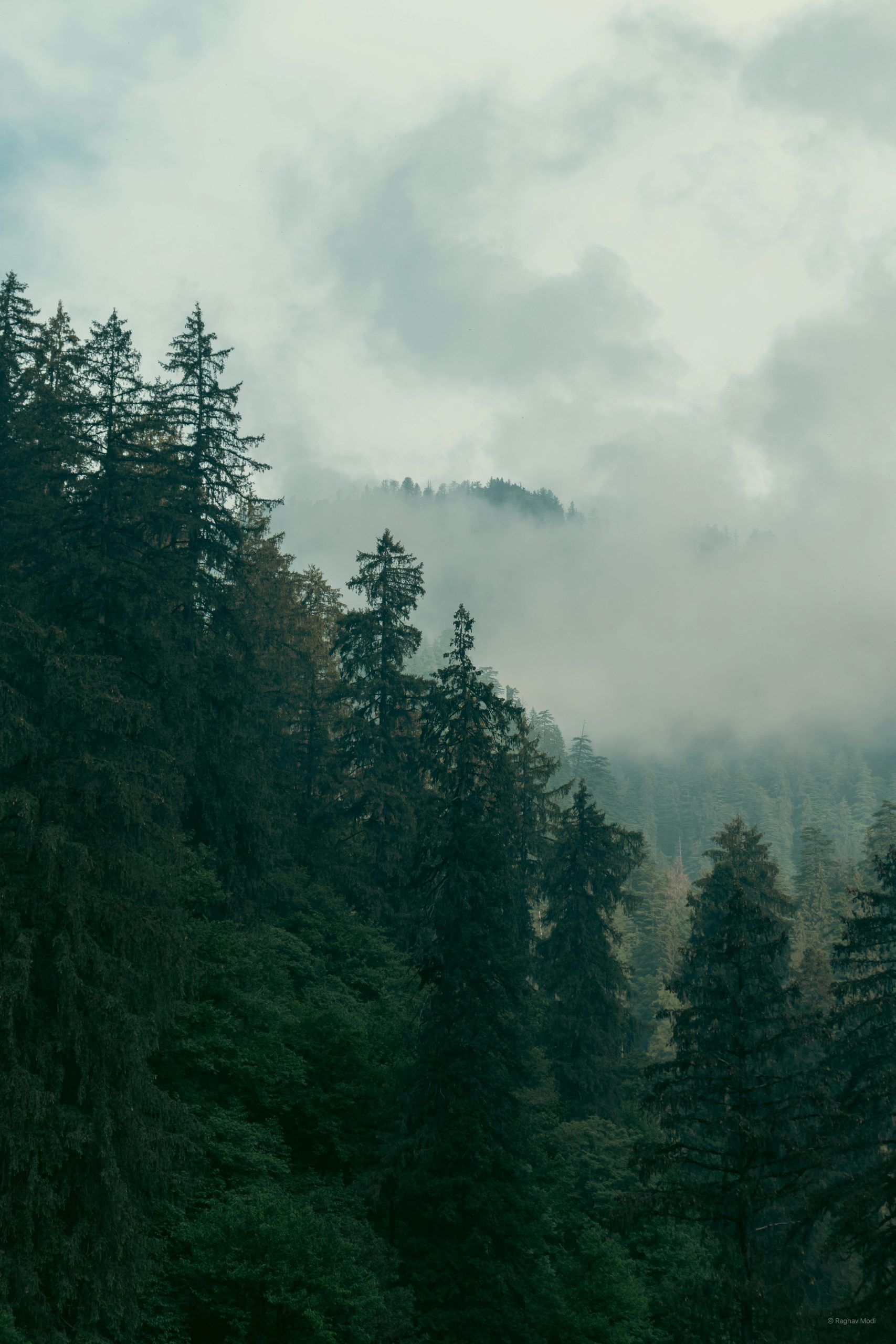 A serene landscape of misty evergreen forests in Himachal Pradesh, India, capturing tranquility and nature's beauty.